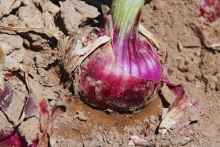 Crearon una nueva variedad de cebolla con propiedades organolépticas