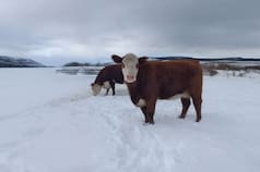 Frío extremo: qué se puede hacer para ayudar a los animales 