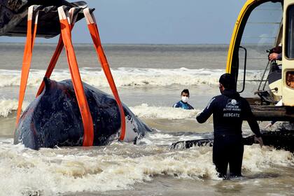 Para el procedimiento de rescate se solicitó la ayuda de una pala mecánica
