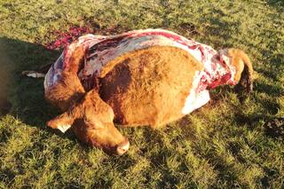 Entraron, carnearon vacas por $7 millones y hay bronca por la falta de recursos para la policía