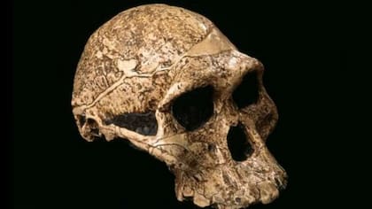 Así sería la taxonomía de un Homo erectus, la cual difiere de HLD 6