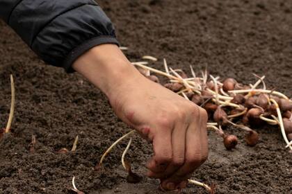 Para empezar con una plantación lo ideal es contar con 1000  bulbos