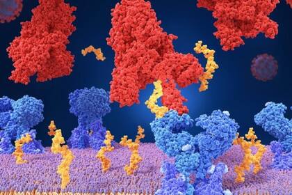 Para entrar en una célula, el virus SARS-CoV-2 se acopla a una molécula presente en la superficie de la misma (su receptor)
