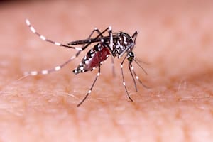 Qué se puede hacer para no contagiarse de dengue
