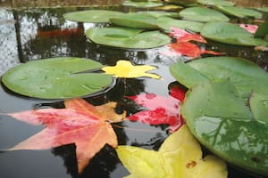 Estanques en otoño: cómo cuidar tus plantas acuáticas en esta época