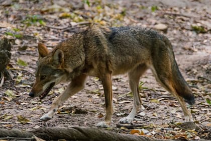 Para evitar la presencia de coyotes es necesario mantener el patio libre de maleza espesa, matorrales y escombros (Archivo)