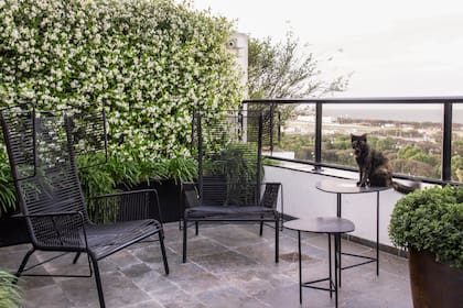 Para evitar miradas indiscretas y vestir las medianeras: plantas, flores...