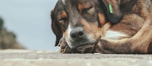 Cómo hago para que mi perro no sienta frío durante la noche