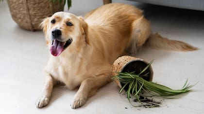 Para evitar que un perro coma tierra conviene vigilar su alimentación y sus niveles de gasto de energía