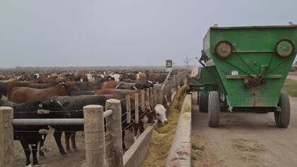 Para Fernando Storni, presidente de CAF, “es posible que aquel productor que tenga soja y maíz, tenga su caja cubierta con la venta de soja durante este mes y el mes que viene y, de esa manera restrinja de alguna forma la venta de maíz"