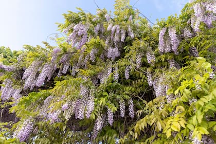 Para florecer la glicina necesita estar a pleno sol