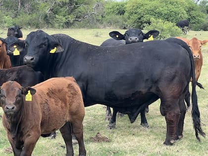 Para Groppo, este escenario responde a un fenómeno global: “Todo esto es por el momento que está pasando el producto carne no solo en la Argentina sino a nivel mundial”