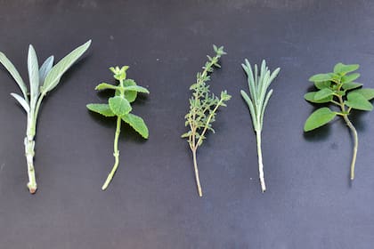 Para hacer nuevas plantas se toman brotes de aproximadamente 10 centímetros y se eliminan las hojas inferiores