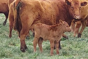 Por el aumento del peso de faena, la producción de carne vacuna creció casi un 5%