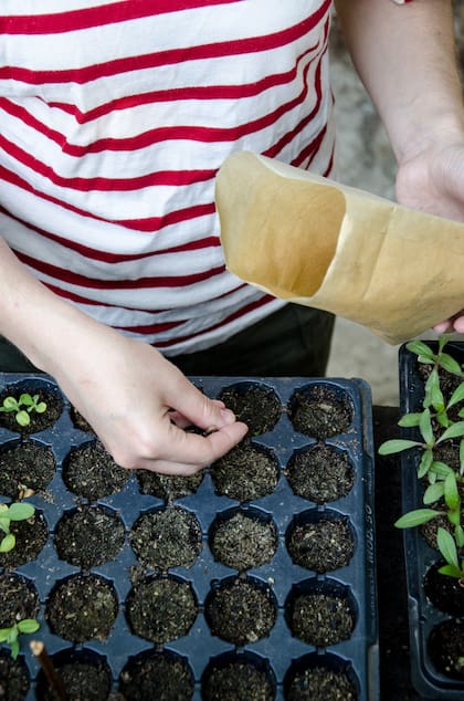 Para iniciar el cultivo de borraja, se siembra de forma habitual en pequeños recipientes para luego trasplantarlas. Luego de este primer ciclo de cultivo, comienzan a crecer plantines de borraja por toda la huerta