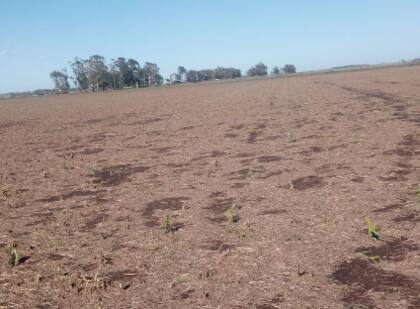 Para Irisarri, el problema ahora está en conseguir los insumos para resembrar, como por ejemplo la semilla: “Es todo a contrarreloj, porque cada día que pasa perdés rendimiento en los cultivos”.