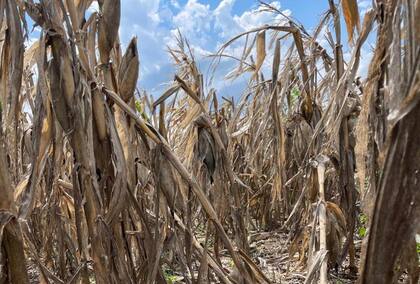Para Josifovich, ahora es tiempo de descuento porque, si esto se prolongara o hubiere una tormenta más fuerte, las plantas se pueden caer y se comienza a correr riesgo a no recolectar