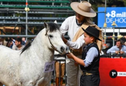 Para la Asociación de Criadores de Petisos, “esta raza nace de la cruza de razas británicas de ponies (Welsh y Shetland) con animales de la raza criolla”