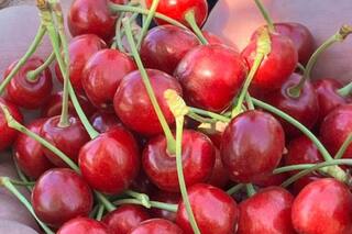 Despega en una provincia una súperfruta que ayuda a combatir múltiples enfermedades