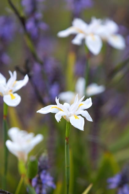 Para la Diete grandiflora, asegurarle agua es un aspecto crucial, sobre todo en maceta. Para favorecer la producción de flores basta aportarles un fertilizante con alto contenido en fósforo a finales de marzo.
