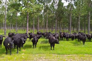 Para la entidad, "la lucha contra el cambio climático y la conservación de los ecosistemas terrestres es fundamental para tener parámetros e indicadores”. Archivo