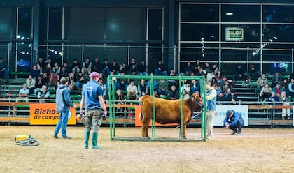 Para la entidad, se abre una ventana inédita para la Argentina, donde todos los analistas destacan que van a ser muchos los años de un mercado internacional sostenido porque hay una demanda creciente de carne vacuna de calidad y una oferta que le cuesta mucho crecer