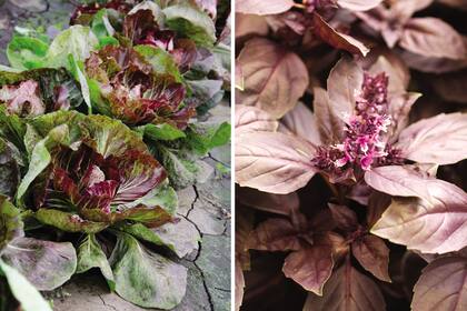Para sumar otros tonos a la huerta, radicchio (izquierda) y albahaca morada (derecha).