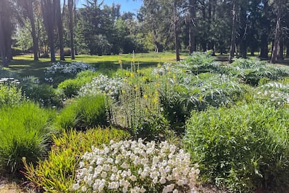 Para la paisajista no es importante si las plantas son nativas o no, sino diseñar con criterio, pensando en el mantenimiento, y también regenerar ecosistemas. Acá, Museo Campo Cañuelas.