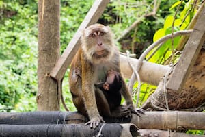 Para la revista científica National Geographic, existen 15 especies que por sus características, destrezas y habilidades son considerados los más "raros" del mundo (imagen ilustrativa)