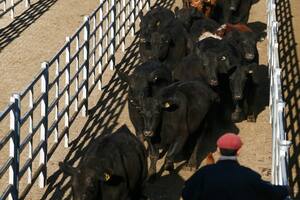 Se acentuó la caída del valor de la hacienda en el Mercado Agroganadero de Cañuelas