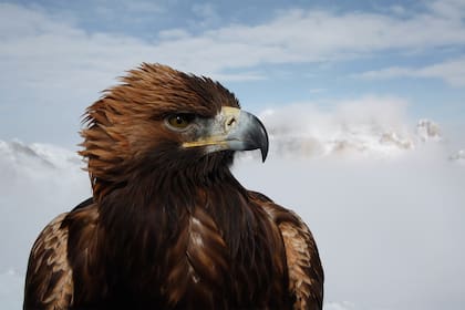 Para las águilas reales, en las latitudes más altas del planeta, el invierno es a menudo el momento más difícil del año.