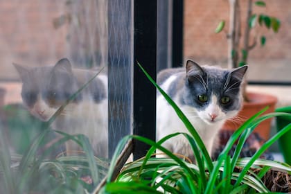 Para las macetas, lo ideal es colocar una capa de gravilla o corteza de árbol, así ni los gatos ni las malas hierbas van a asentarse allí, recomienda la veterinaria.