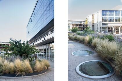 Para las veredas se eligieron Liriodendron tulipifera con Vinca major plantadas a sus pies.