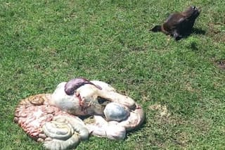 En una noche le carnearon 12 terneros que eran para pagar el arrendamiento y comprar un audífono