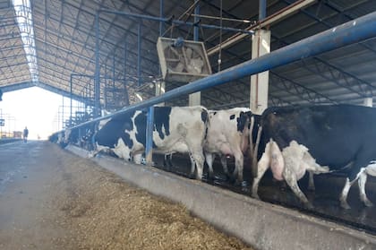 Para llegar a estas producciones, Giraudo utiliza una dieta potente, adaptada a cada categoría y estado fisiológico de las vacas