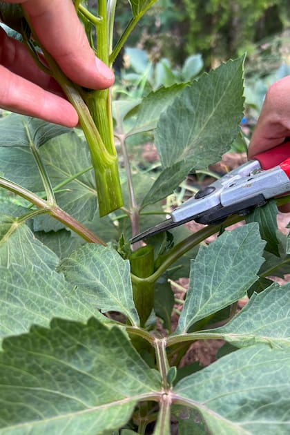 Para lograr que la planta genere más flores, el pinzado es una técnica muy eficaz