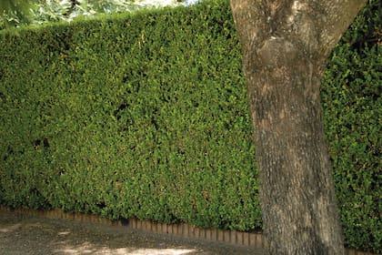 Para lograr que las plantas de buxus tengan la altura suficiente para funcionar como cerco perimetral, deben pasar varios años.