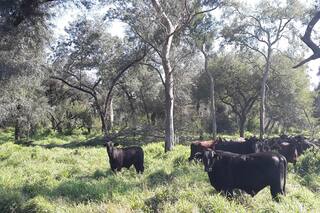 Vacas más bosques: una oportunidad crucial para alinear la producción con la sostenibilidad