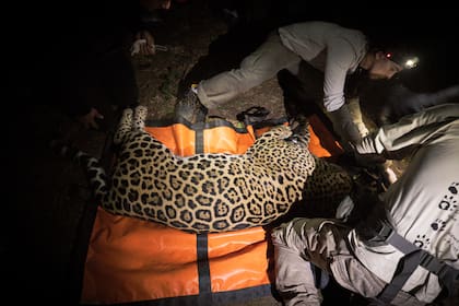 Para los expertos la llegada de nuevos machos evidencia la lenta recuperación de la especie