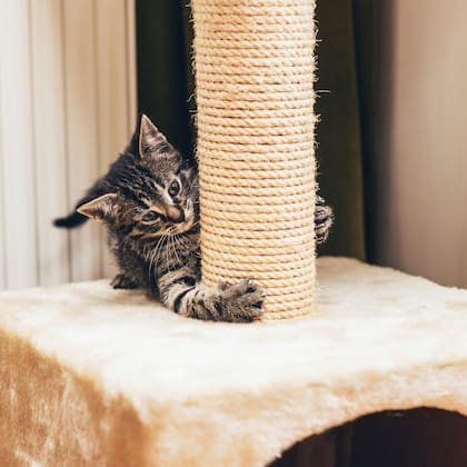 Para los gatos domésticos, un rascador podría ser útil para entretener sus uñas de forma autónoma