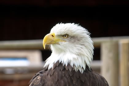 Para los griegos fue emblema de Zeus, y para los romanos, intérprete de Júpiter