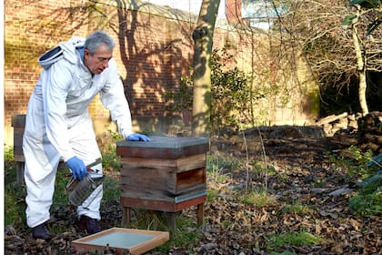  “Para los habitantes de la ciudad, la conexión con la naturaleza al ver a los polinizadores en el trabajo es muy poderosa y de apoyo”