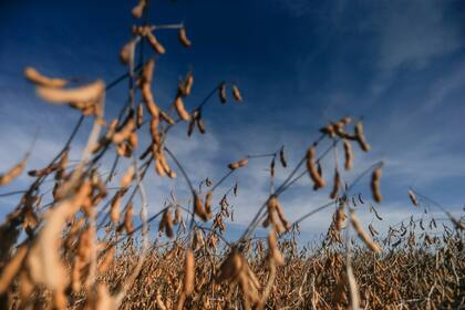 Para los productores, detrás del maíz y el trigo la soja está tercera en la expectativa de márgenes