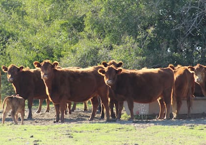 Para los productores el país debe rechazar la normativa de la UE