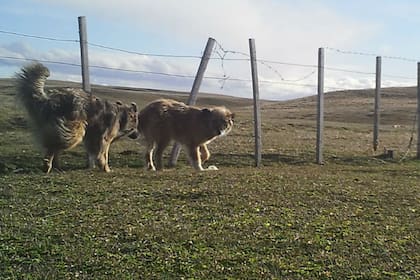 Para los productores, los perros asilvestrados ocasionaron la fuerte caída en la cantidad de ovejas en Tierra del Fuego