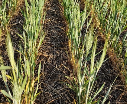 Para Malfatto, el cultivo sobrevivió gracias al fertilizante aplicado, "sino no habría nada”
