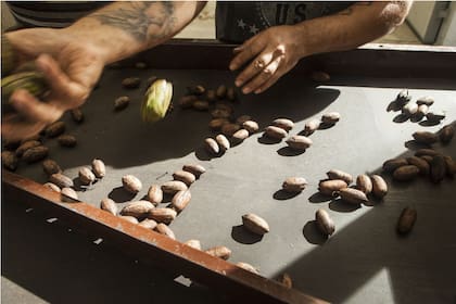 Para manipular la nuez pecán hay que manejarse con mucha delicadeza.