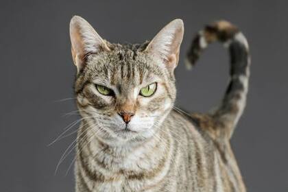 Para mantener una mejor relación con los gatos, es crucial aprender a leer mejor su comportamiento