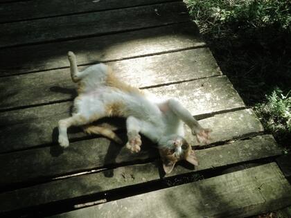 Para mí sos Botas. Pero me parece que sos hembra