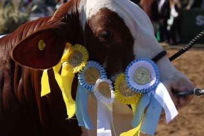 Para Ojea Rullán a Gran Campeona es una hembra a la que cuesta encontrarle defectos: "Es muy femenina, larga, con buena costilla. Camina muy bien, está bien aplomada tanto de manos como de patas traseras, con isquiones bien ubicados y un cuadril largo. Realmente, una vaquillona muy completa"